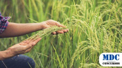 Processos Seletivos 5 Pessoa segurando espigas de arroz em um campo verde, analisando os grãos. As plantas estão em fase de crescimento, com hastes inclinadas devido ao peso dos grãos. A imagem transmite uma conexão com a agricultura e a natureza / IRGA Abre Seletivo com 22 Vagas e Salário de até R$ 10 Mil