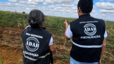Fiscais da ADAB em campo inspecionando lavoura, representando as carreiras do concurso ADAB BA com vagas para fiscal e técnico agropecuário