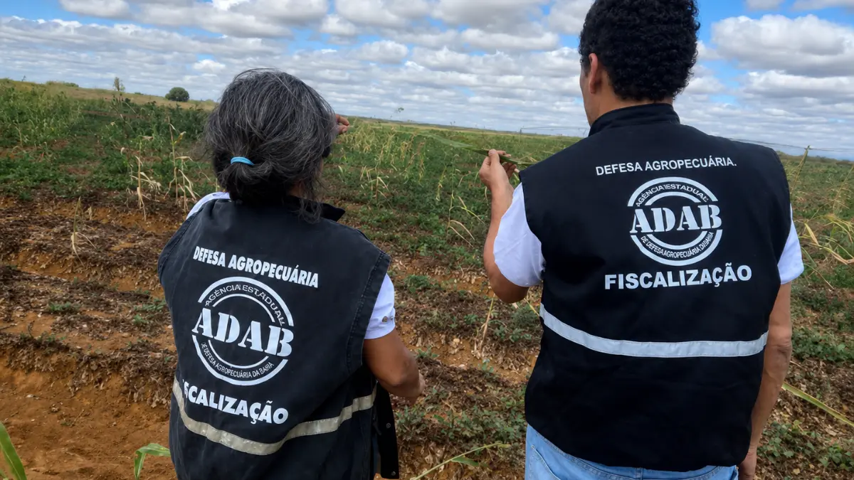 Fiscais da ADAB em campo inspecionando lavoura, representando as carreiras do concurso ADAB BA com vagas para fiscal e técnico agropecuário