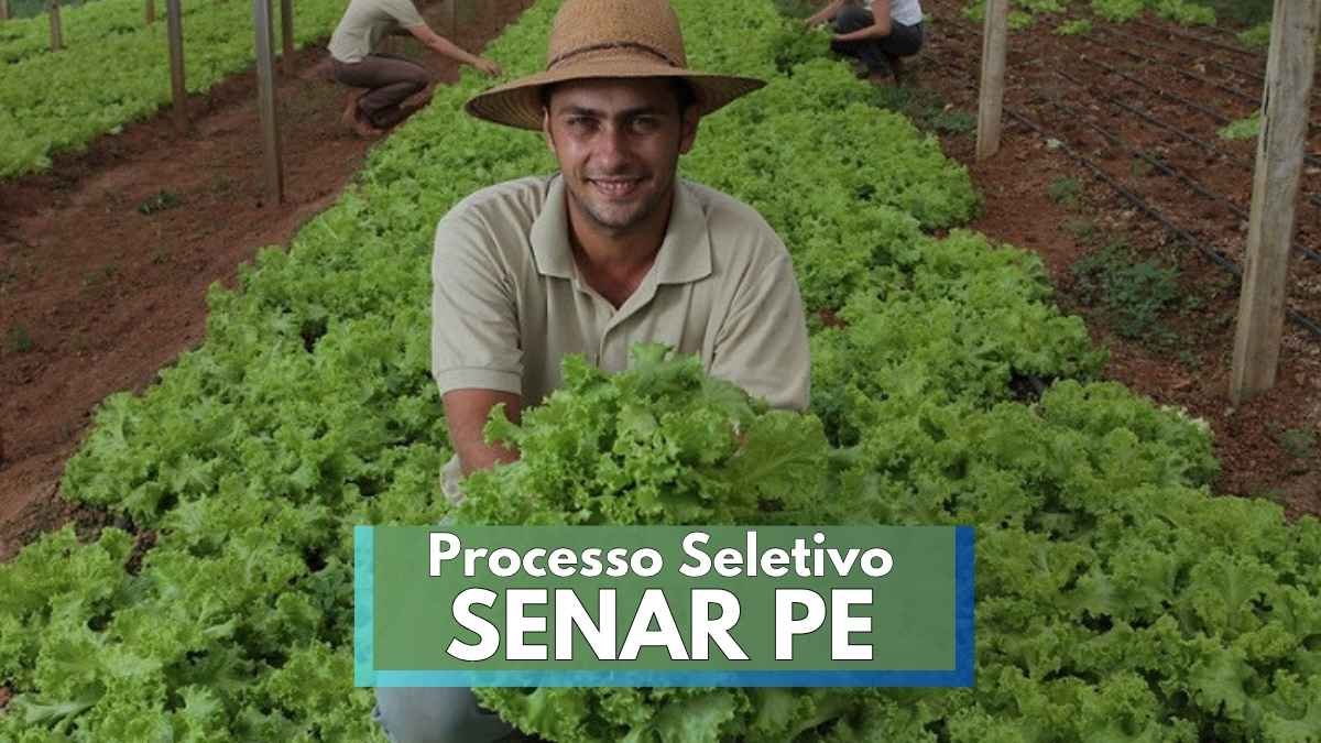 Processo seletivo Senar PE abre 16 vagas de até R$ 8.162,70 1 Homem com chapéu de palha e camisa bege sorri enquanto segura uma alface fresca em uma plantação organizada de hortaliças, com solo avermelhado. Ao fundo, outras pessoas trabalham entre as fileiras de pés de alface. A imagem ilustra o ambiente rural e o trabalho agrícola, com destaque para o texto “Processo Seletivo SENAR PE” sobreposto na parte inferior da foto.